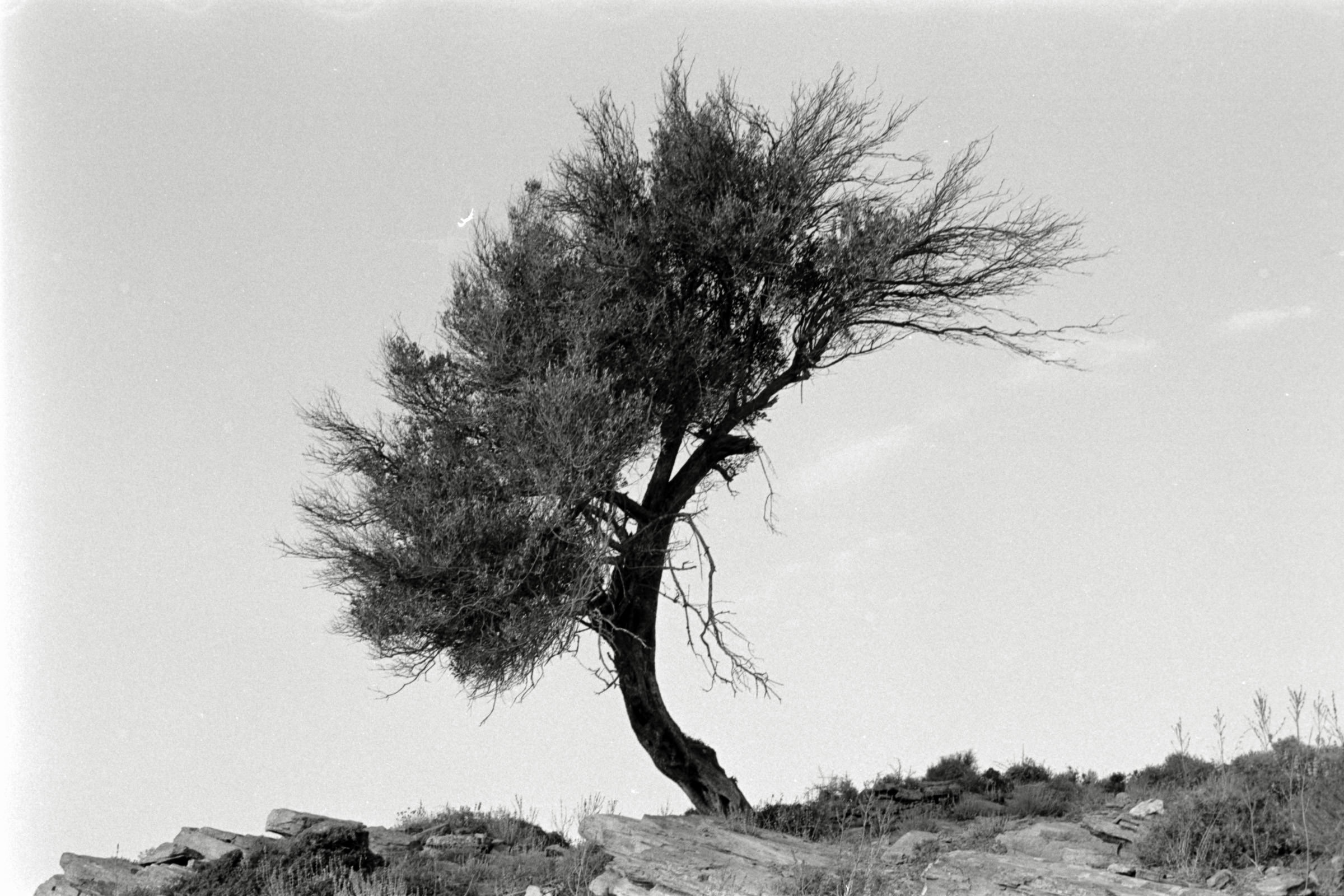 AHP F1991 09 005 sc250507 img12 NLP